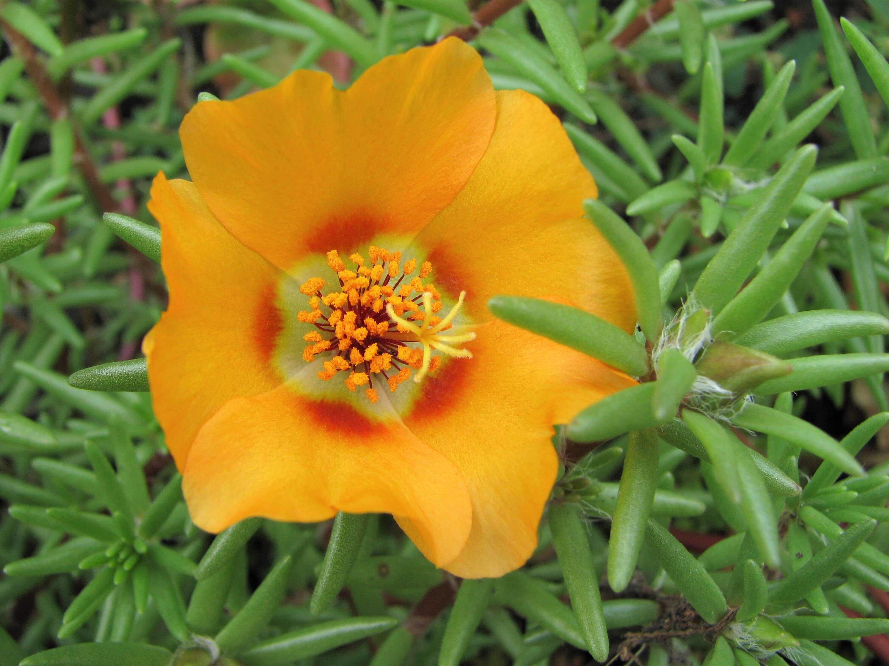 Image of Moss-rose Purslane