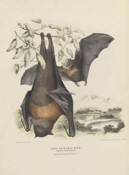 Image of Gray-headed Flying Fox