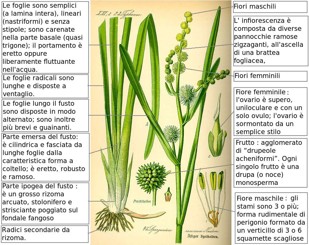 Image of Branched Bur-reed