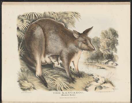 Image of kangaroo