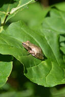 Image of Spring Peeper