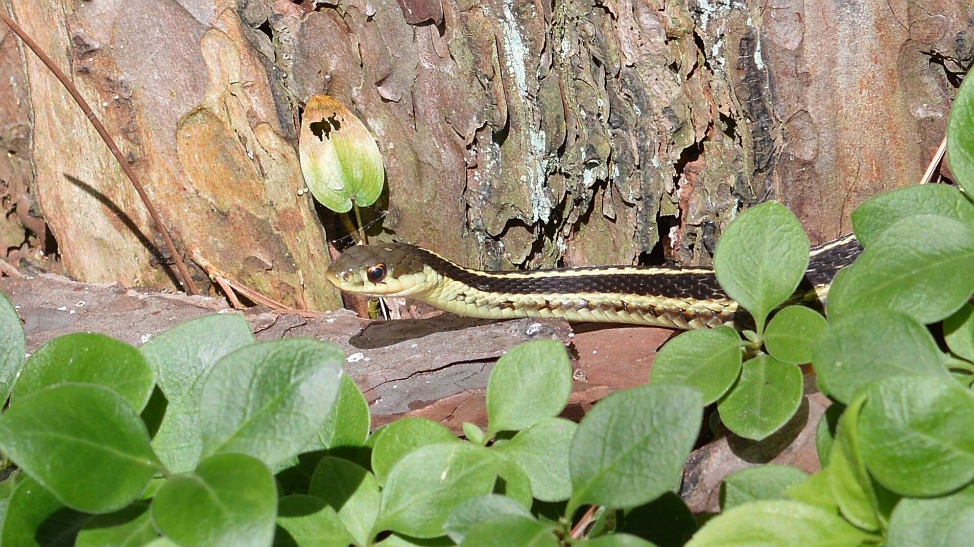 Image of Common Garter Snake