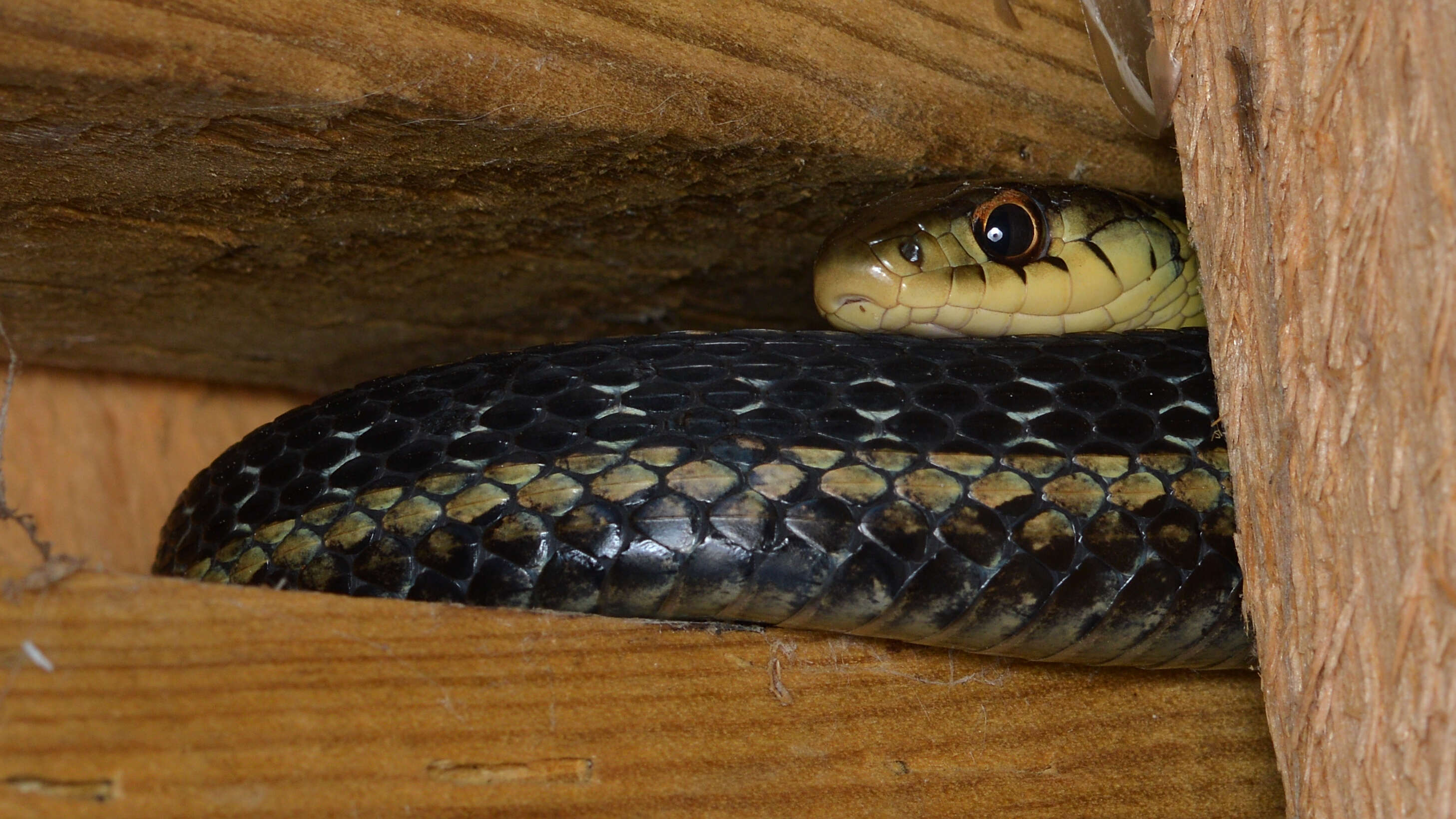 Image of Common Garter Snake