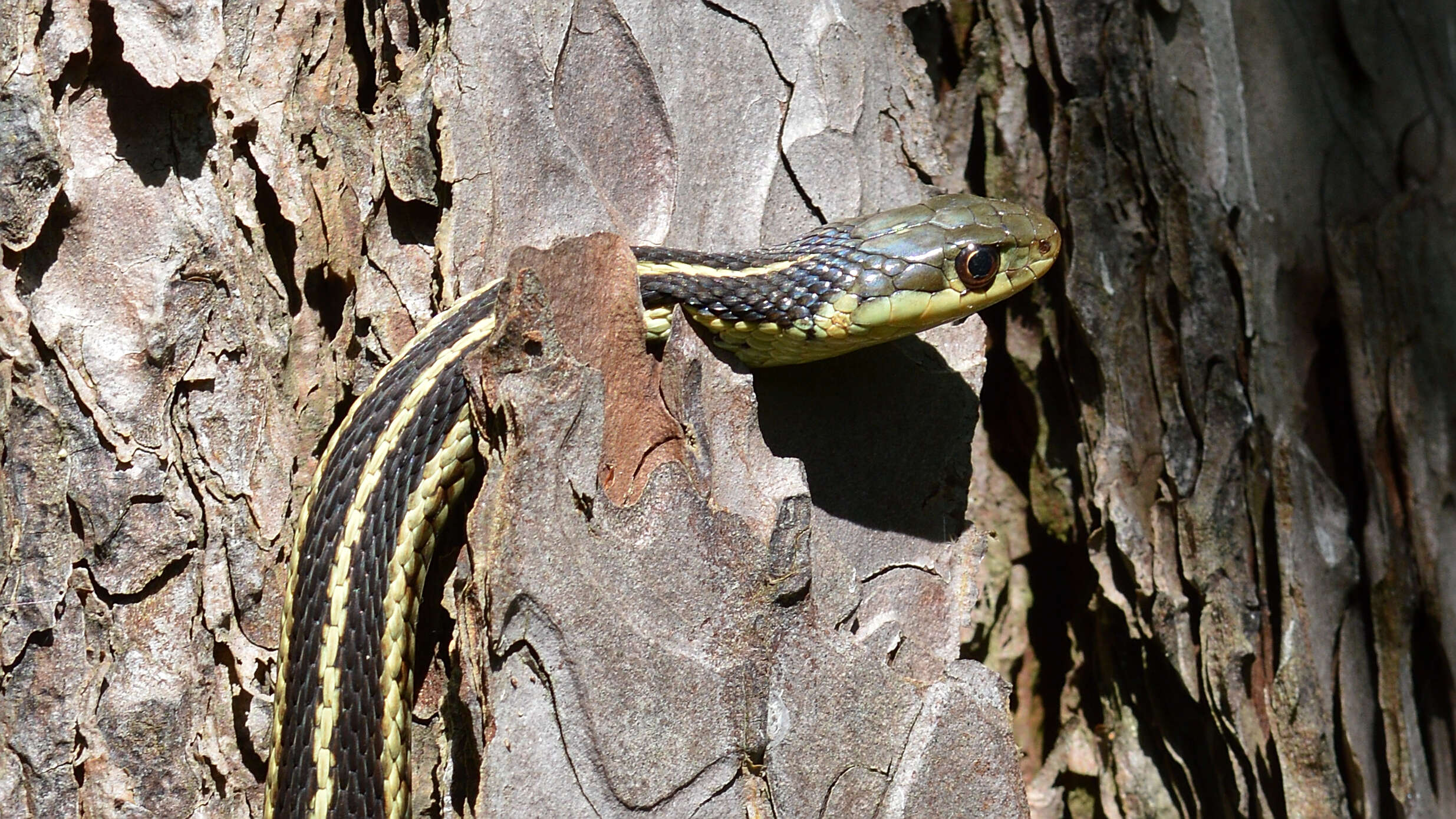 Image of Common Garter Snake