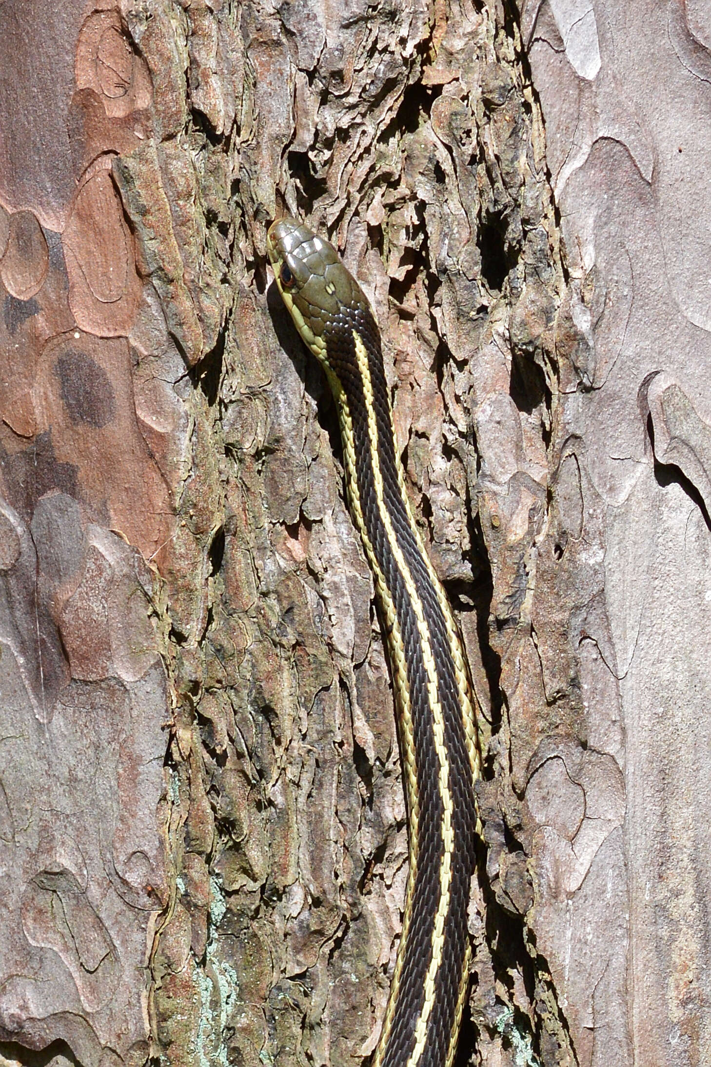 Image of Common Garter Snake