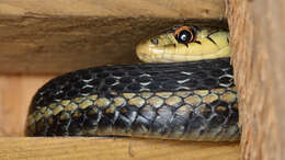 Image of Common Garter Snake