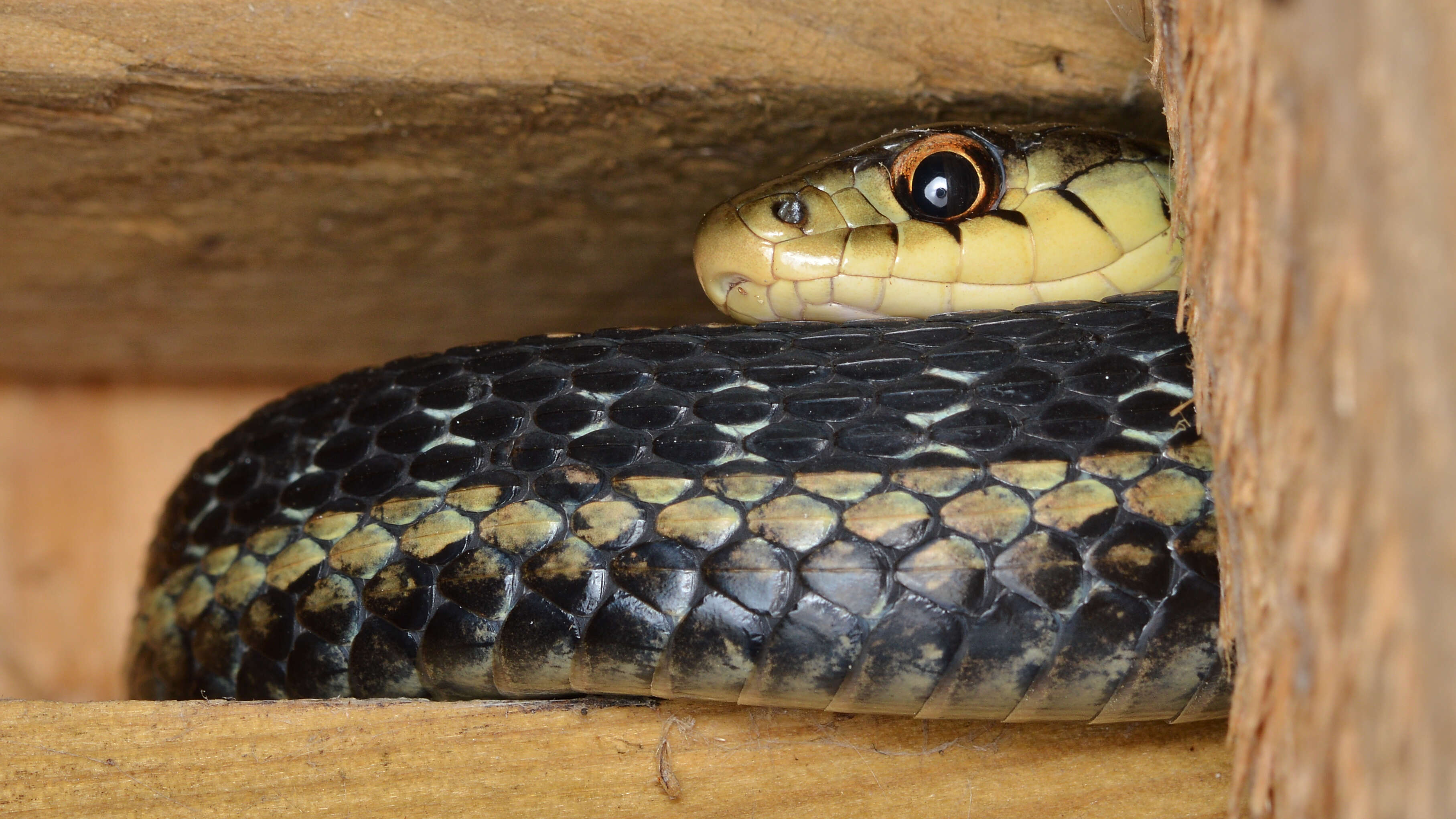 Sivun Thamnophis sirtalis (Linnaeus 1758) kuva