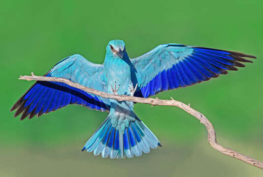 Image of European Roller