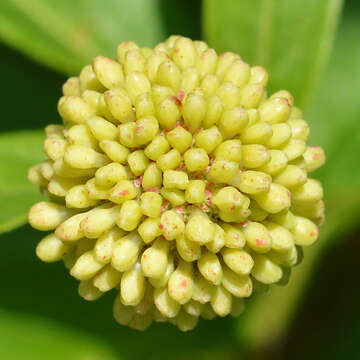 Image of common buttonbush