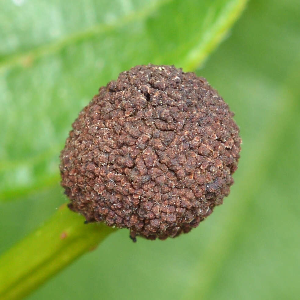 Image of common buttonbush