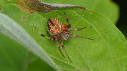 Image of Arabesque Orbweaver