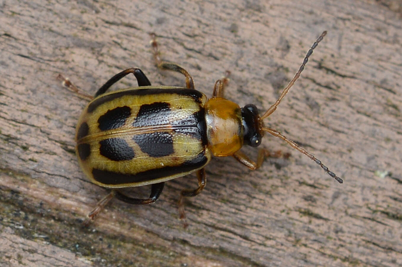 Sivun Cerotoma trifurcata (Forster 1771) kuva