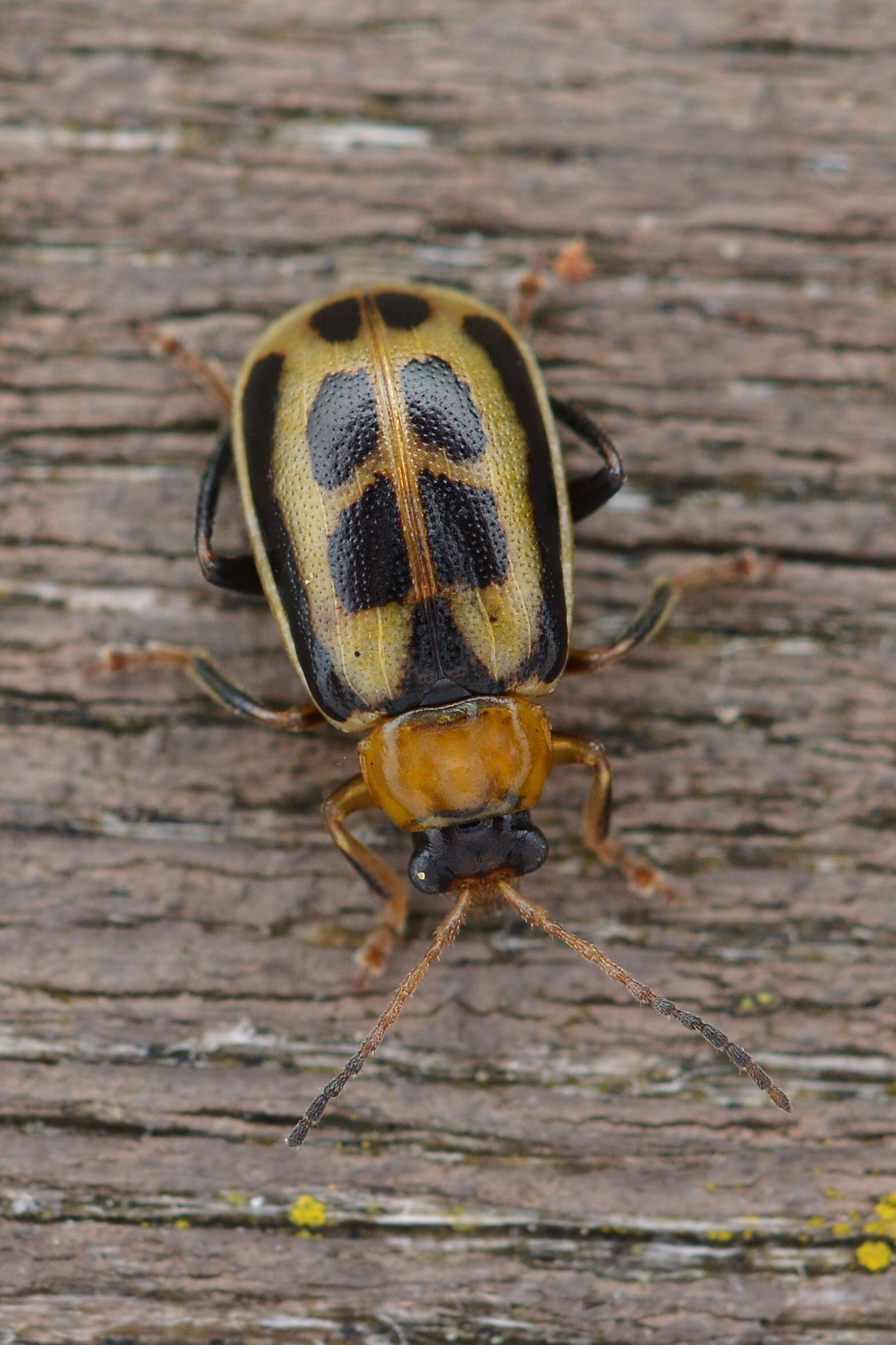 Sivun Cerotoma trifurcata (Forster 1771) kuva