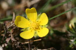 Image of spring cinquefoil