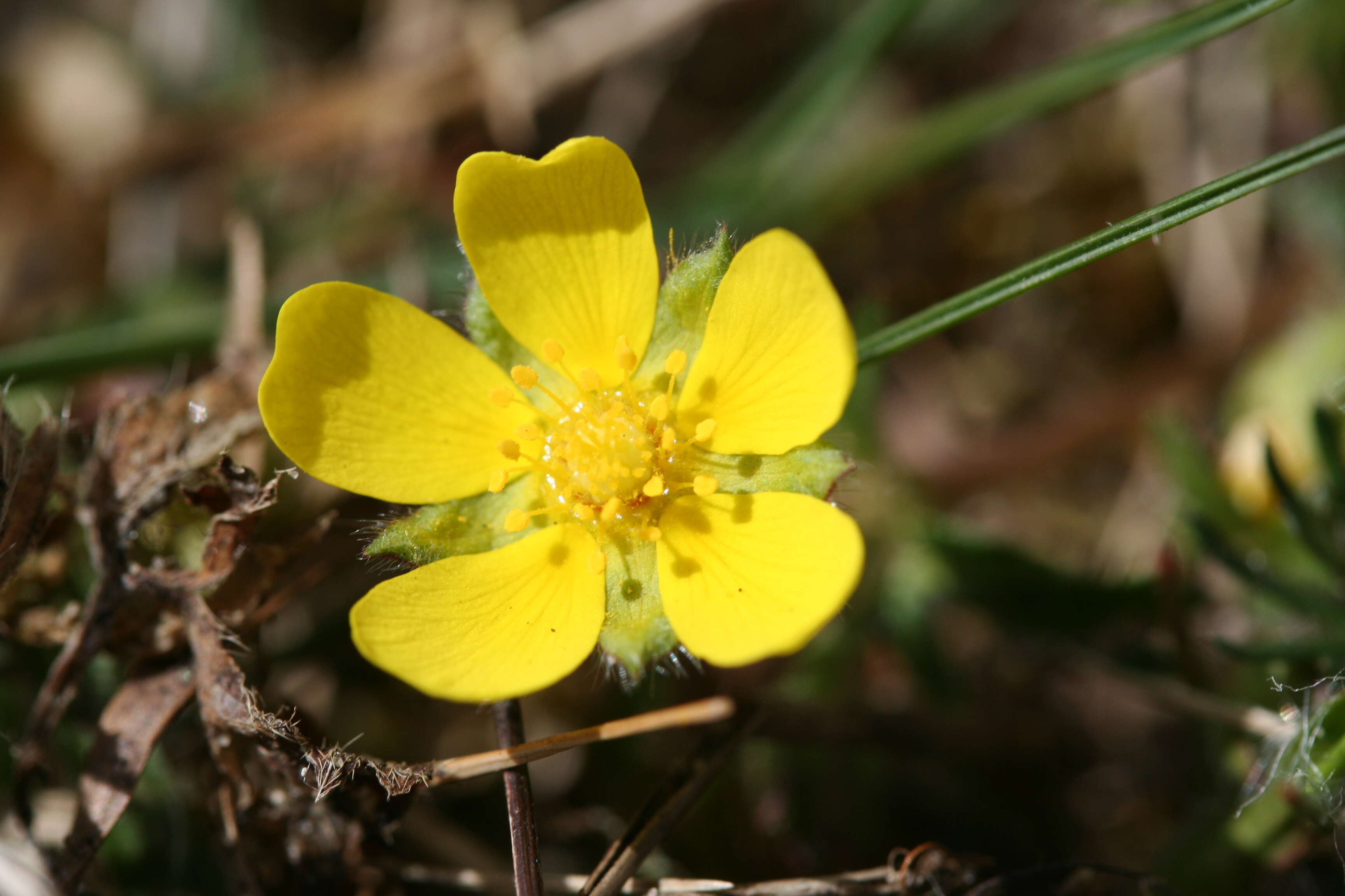 Image of spring cinquefoil