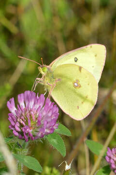 Image of Clouded sulphur