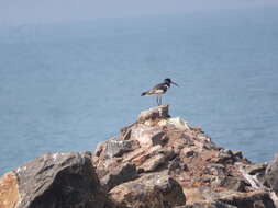 Image of oystercatcher, eurasian oystercatcher