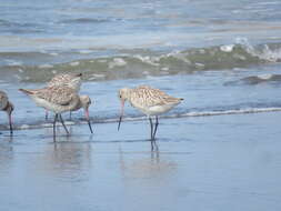 Image of Bar-tailed Godwit