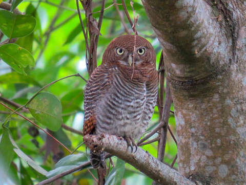 Image of Jungle Owlet