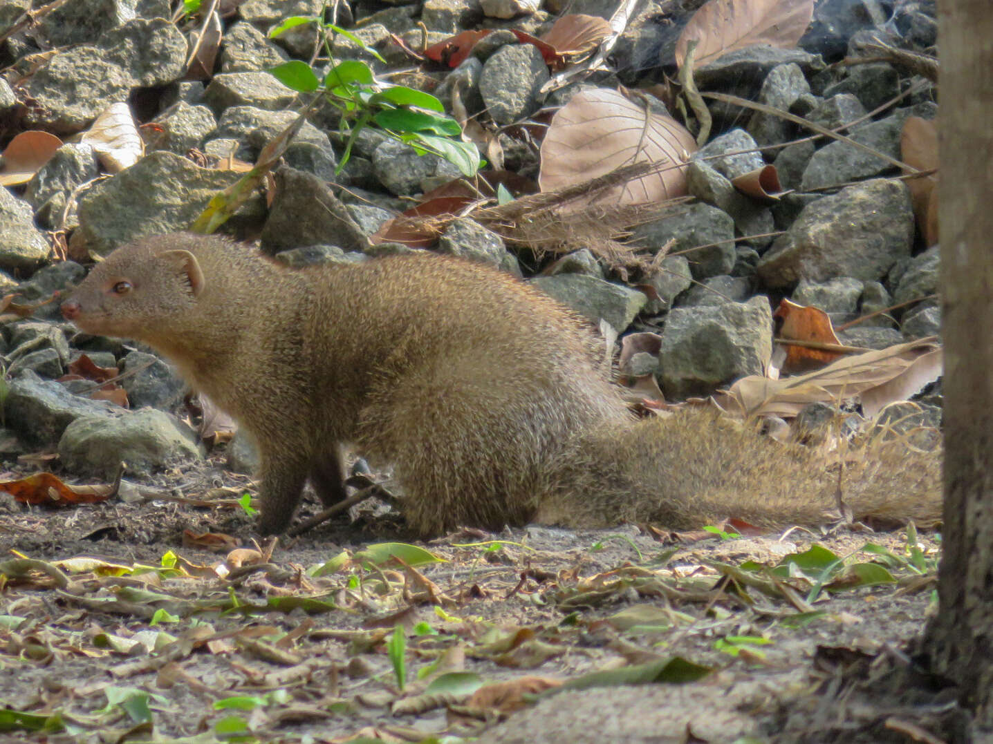 Image of Indian Gray Mongoose