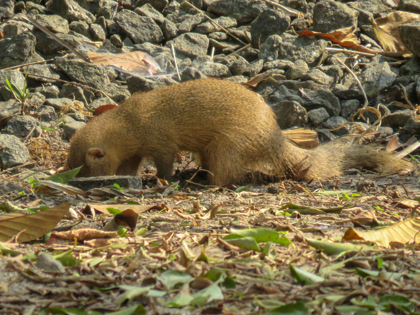 Image of Indian Gray Mongoose