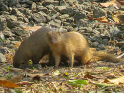 Image of Indian Gray Mongoose