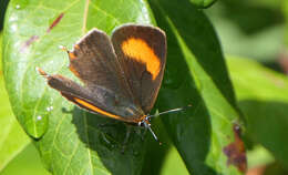 Image of Brown Hairstreak