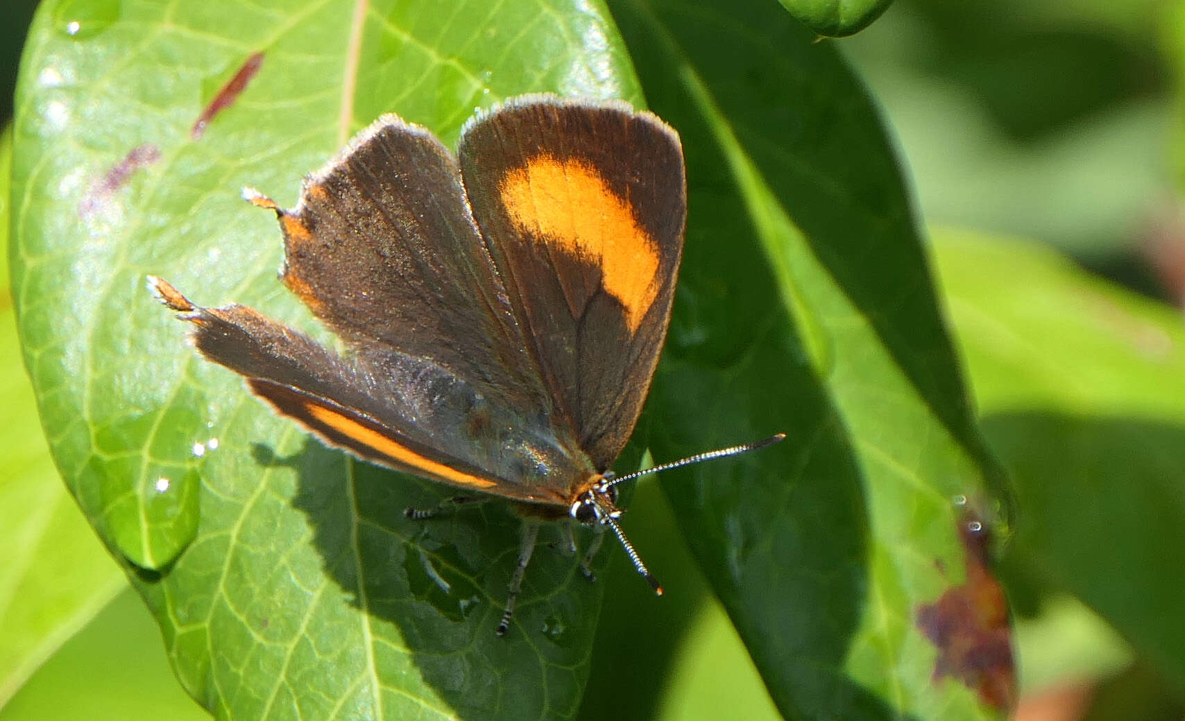 Image of Brown Hairstreak