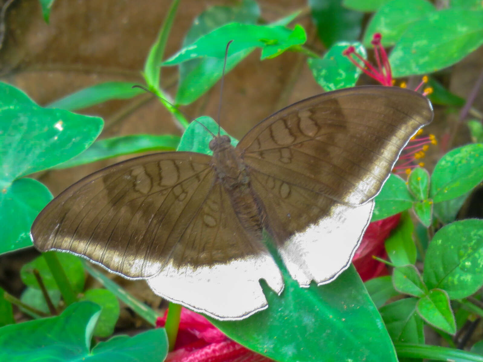 Image of Tanaecia lepidea Butler 1868