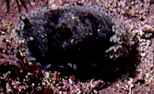 Image of Blue-speckled nudibranch