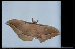 صورة Antheraea pernyi (Guérin-Méneville 1855)