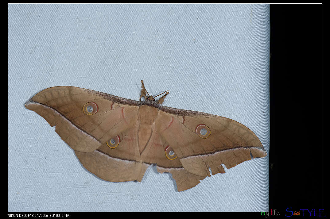 صورة Antheraea pernyi (Guérin-Méneville 1855)