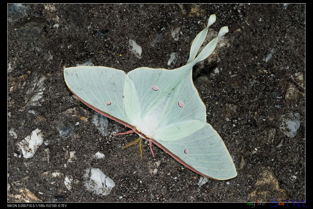 Image of Actias neidhoeferi Ong & Yu 1968