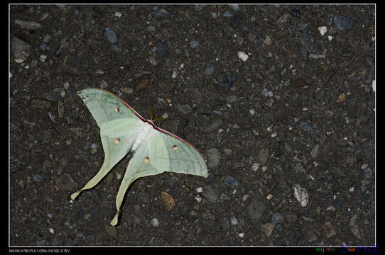 صورة Actias ningpoana Felder & C. 1862