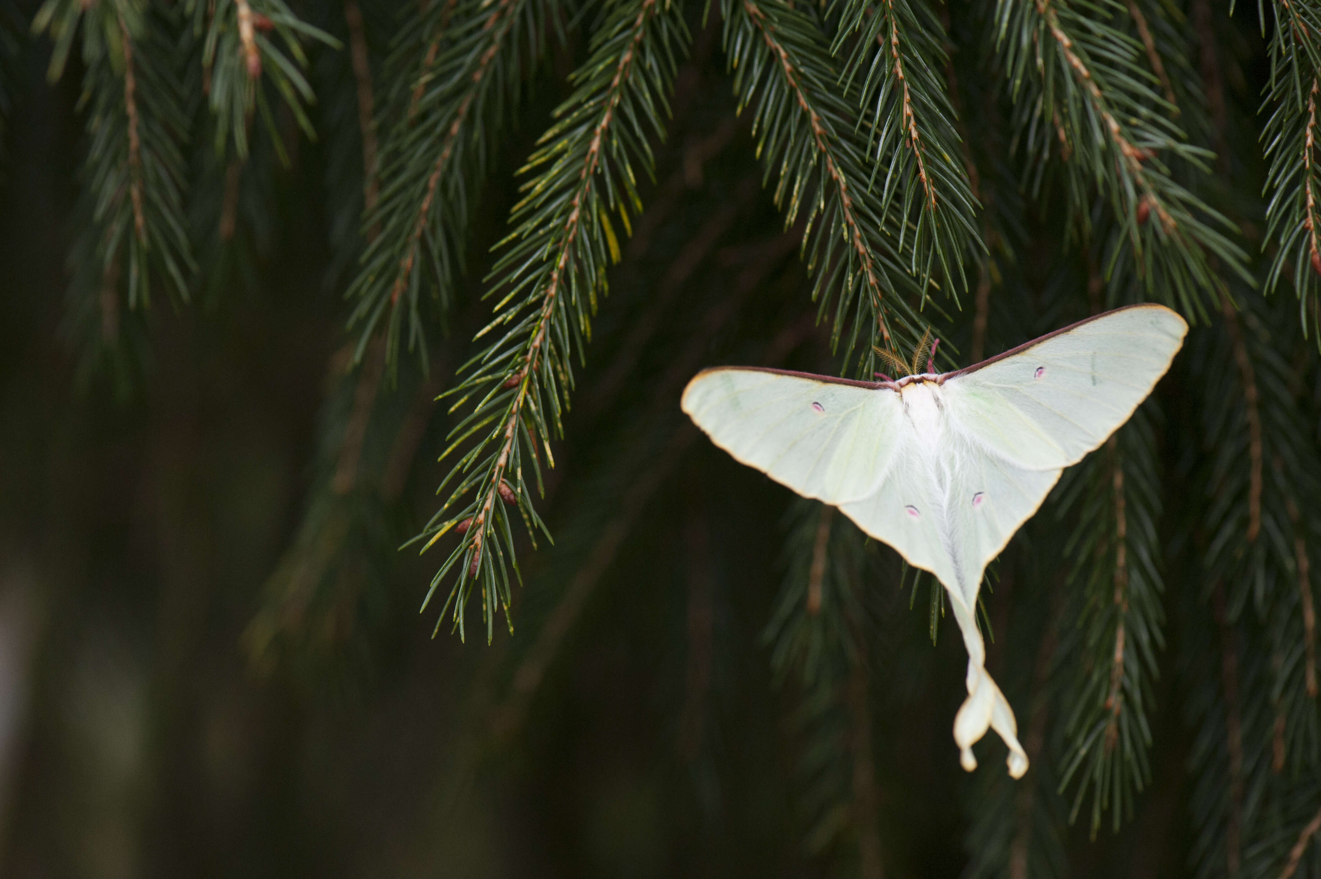 Image of Actias neidhoeferi Ong & Yu 1968