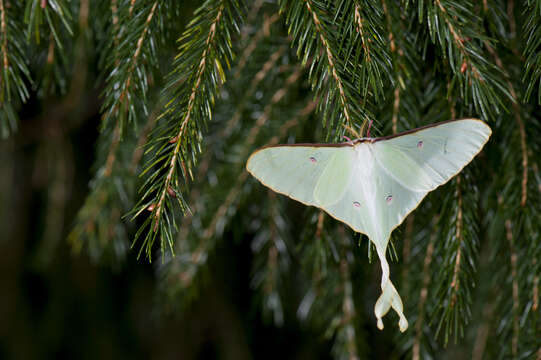 Image of Actias neidhoeferi Ong & Yu 1968