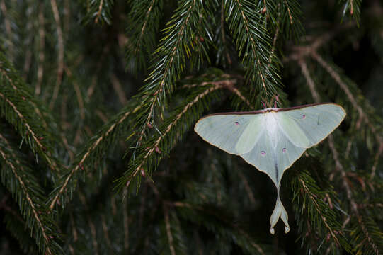 Image of Actias neidhoeferi Ong & Yu 1968