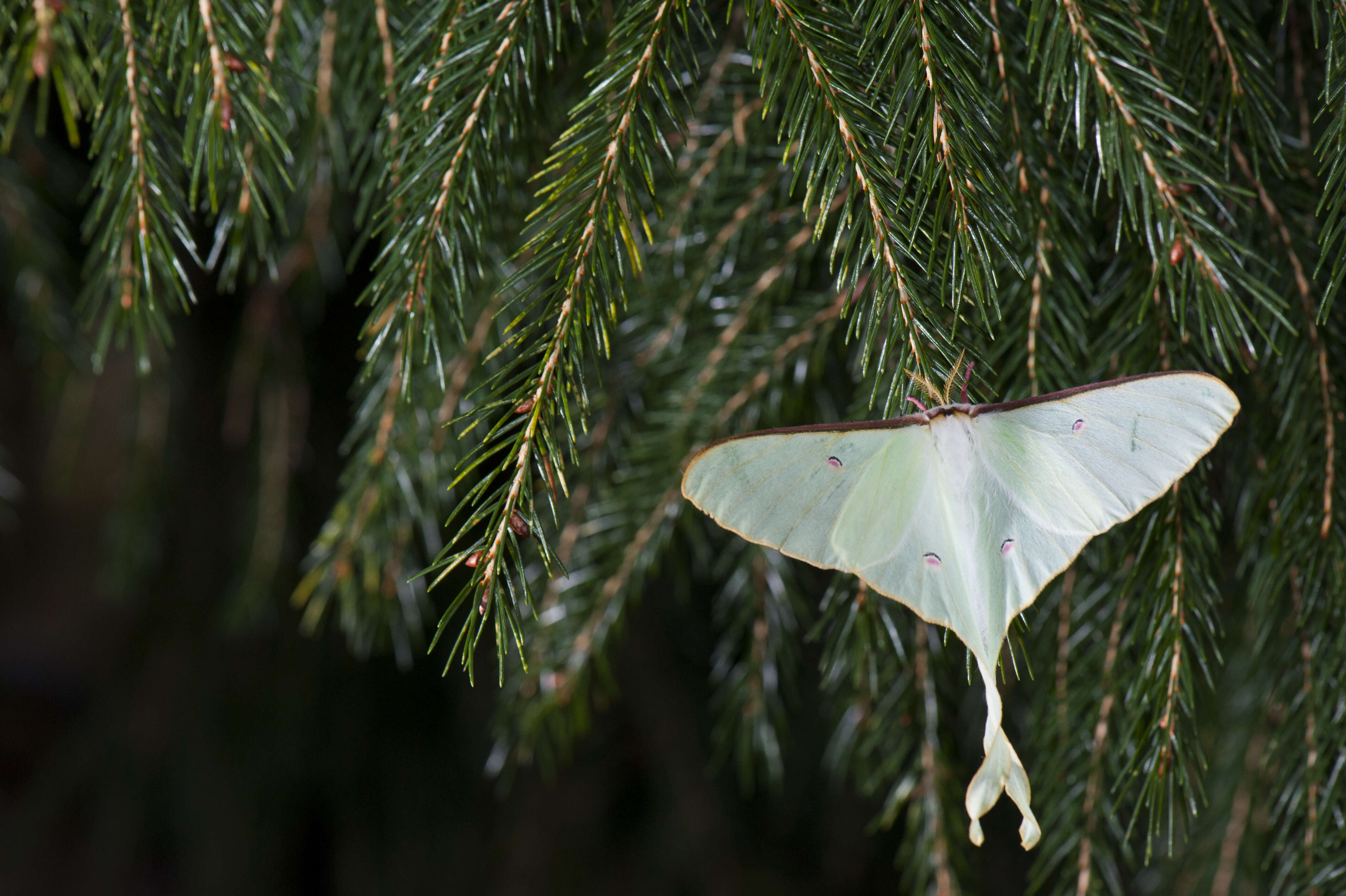 Image of Actias neidhoeferi Ong & Yu 1968