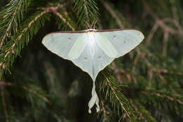 Image of Actias neidhoeferi Ong & Yu 1968