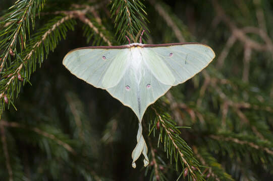 Image of Actias neidhoeferi Ong & Yu 1968