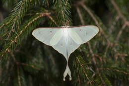 Image of Actias neidhoeferi Ong & Yu 1968