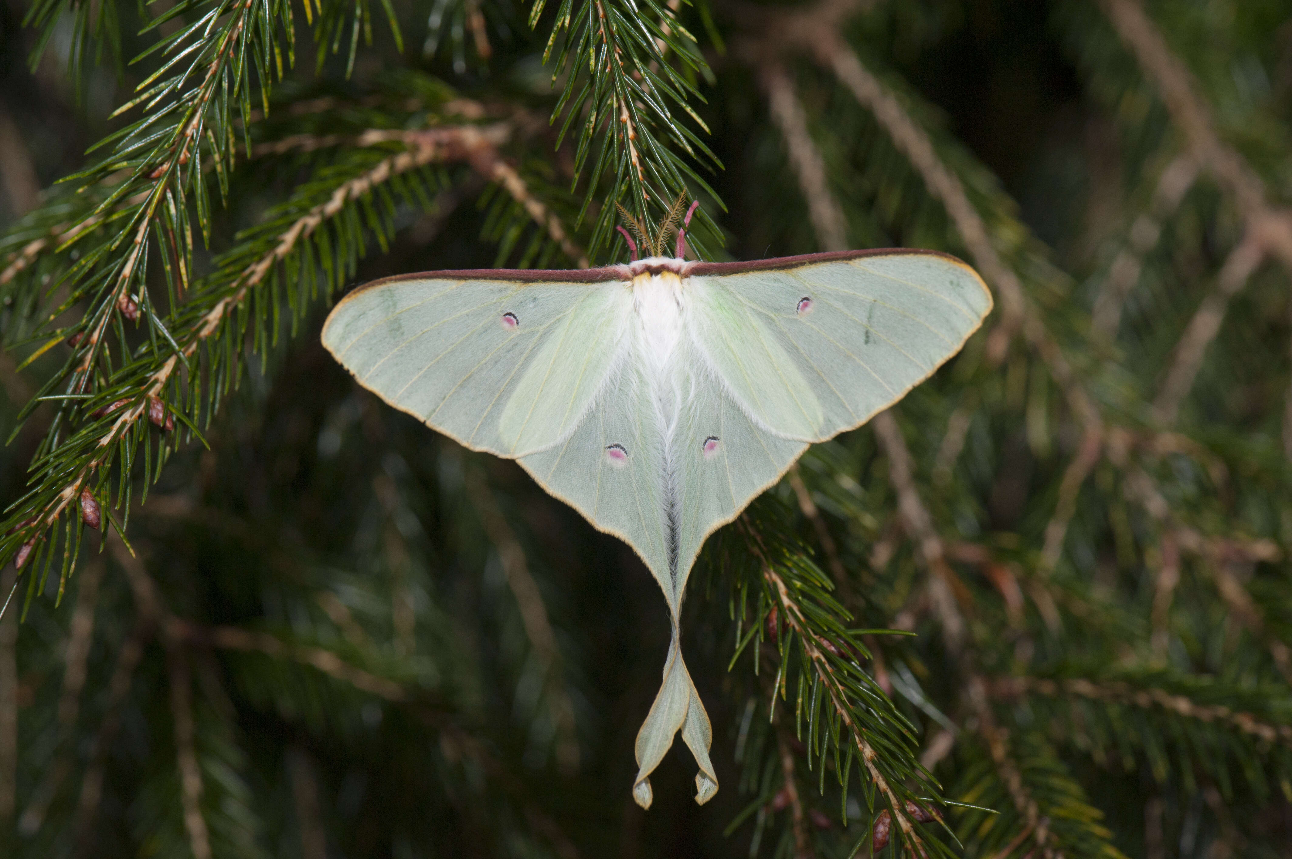 Image of Actias neidhoeferi Ong & Yu 1968