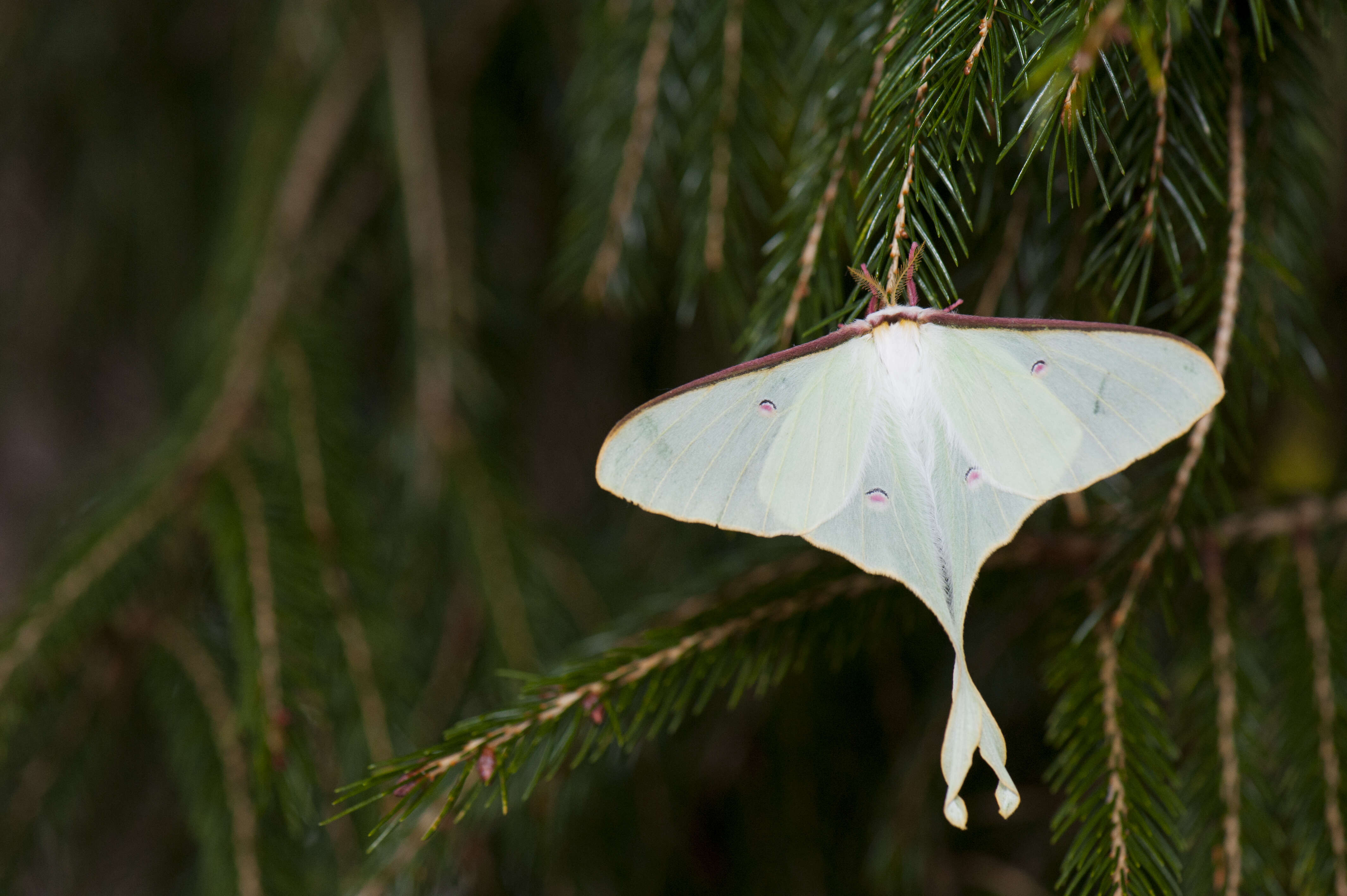 Image of Actias neidhoeferi Ong & Yu 1968