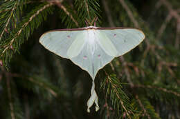 Image of Actias neidhoeferi Ong & Yu 1968