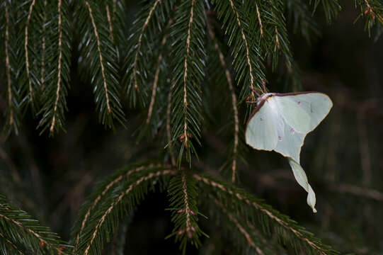 Image of Actias neidhoeferi Ong & Yu 1968