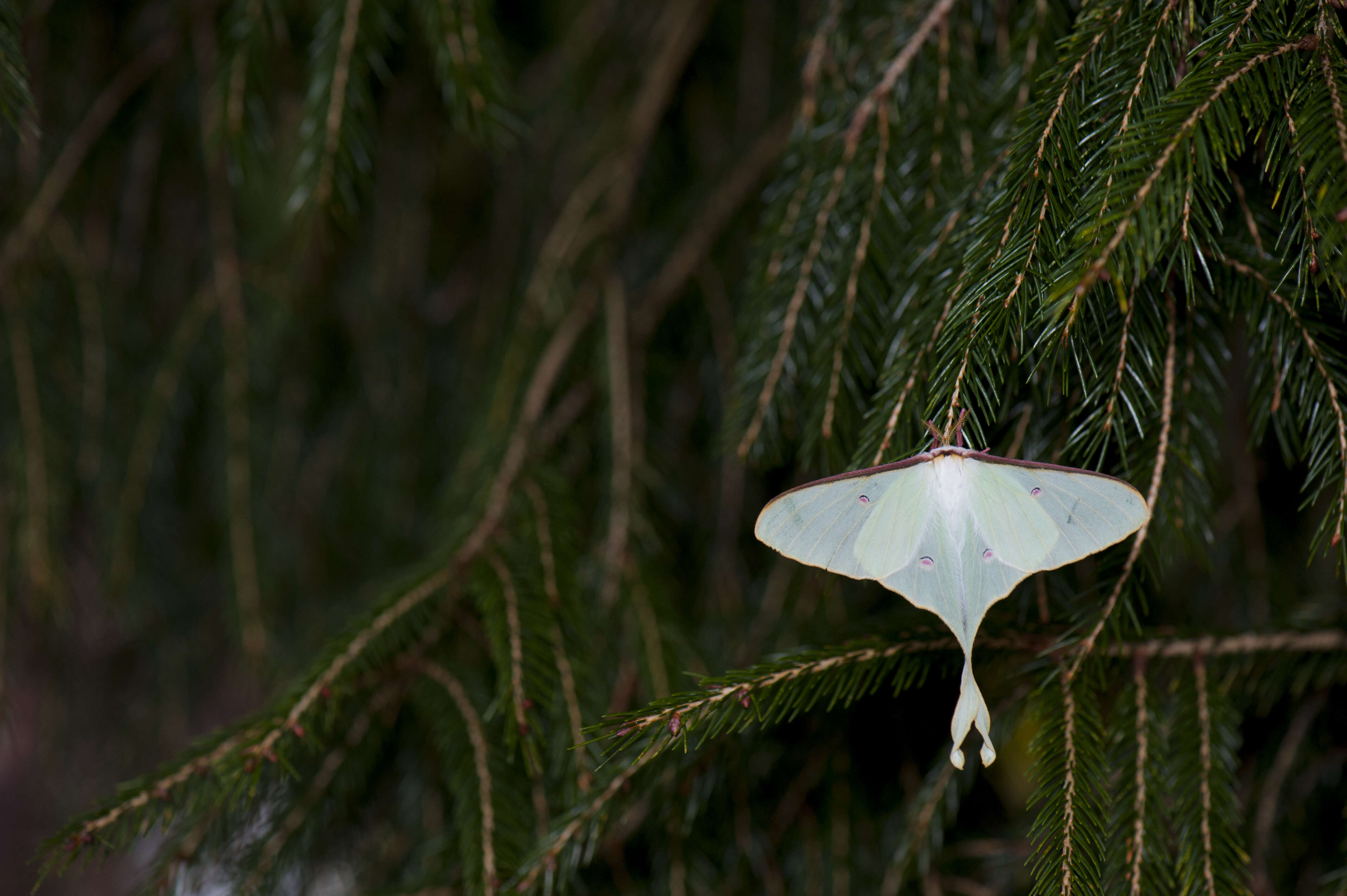 Image of Actias neidhoeferi Ong & Yu 1968