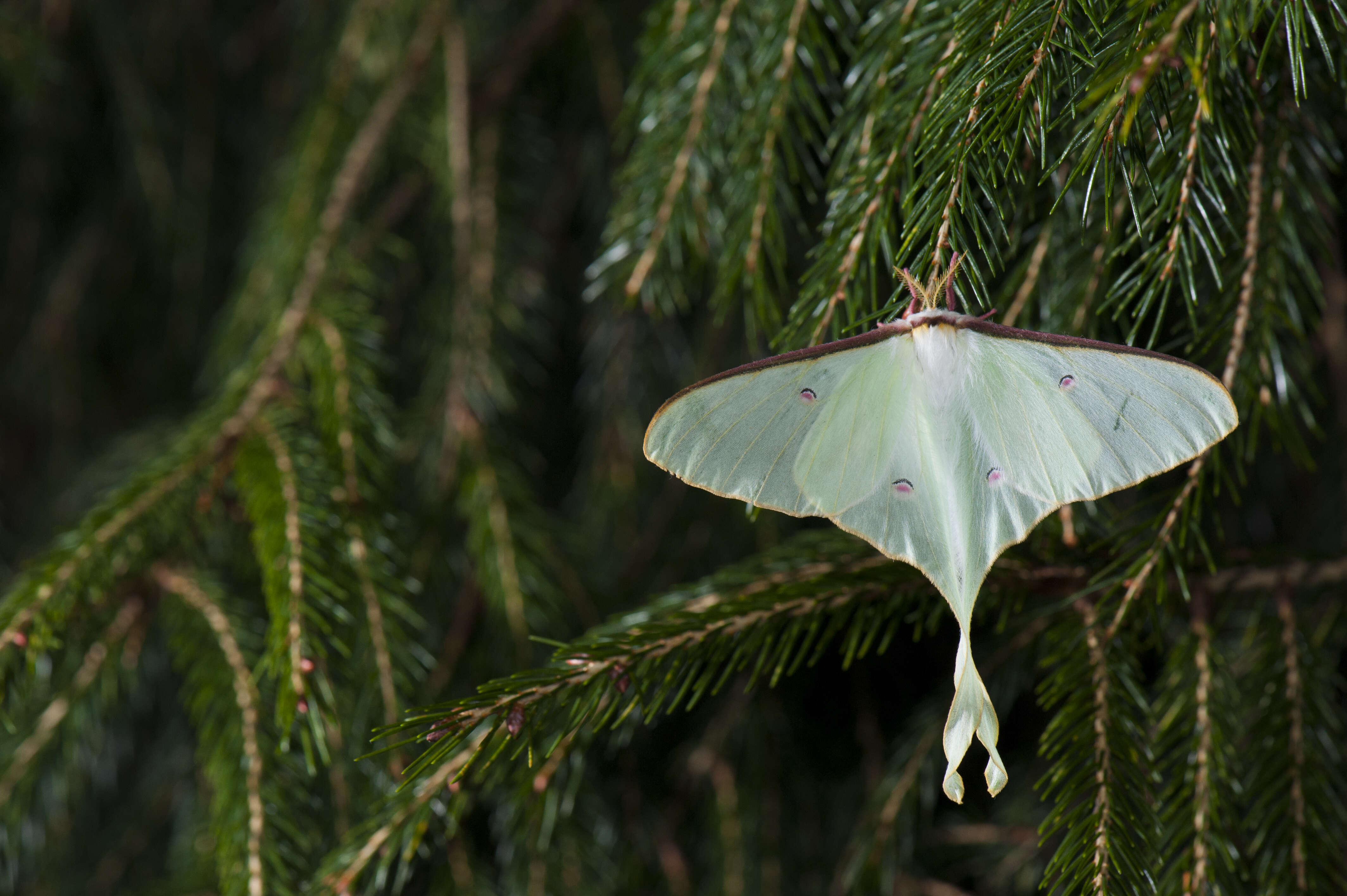 Image of Actias neidhoeferi Ong & Yu 1968