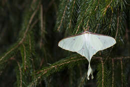 Image of Actias neidhoeferi Ong & Yu 1968