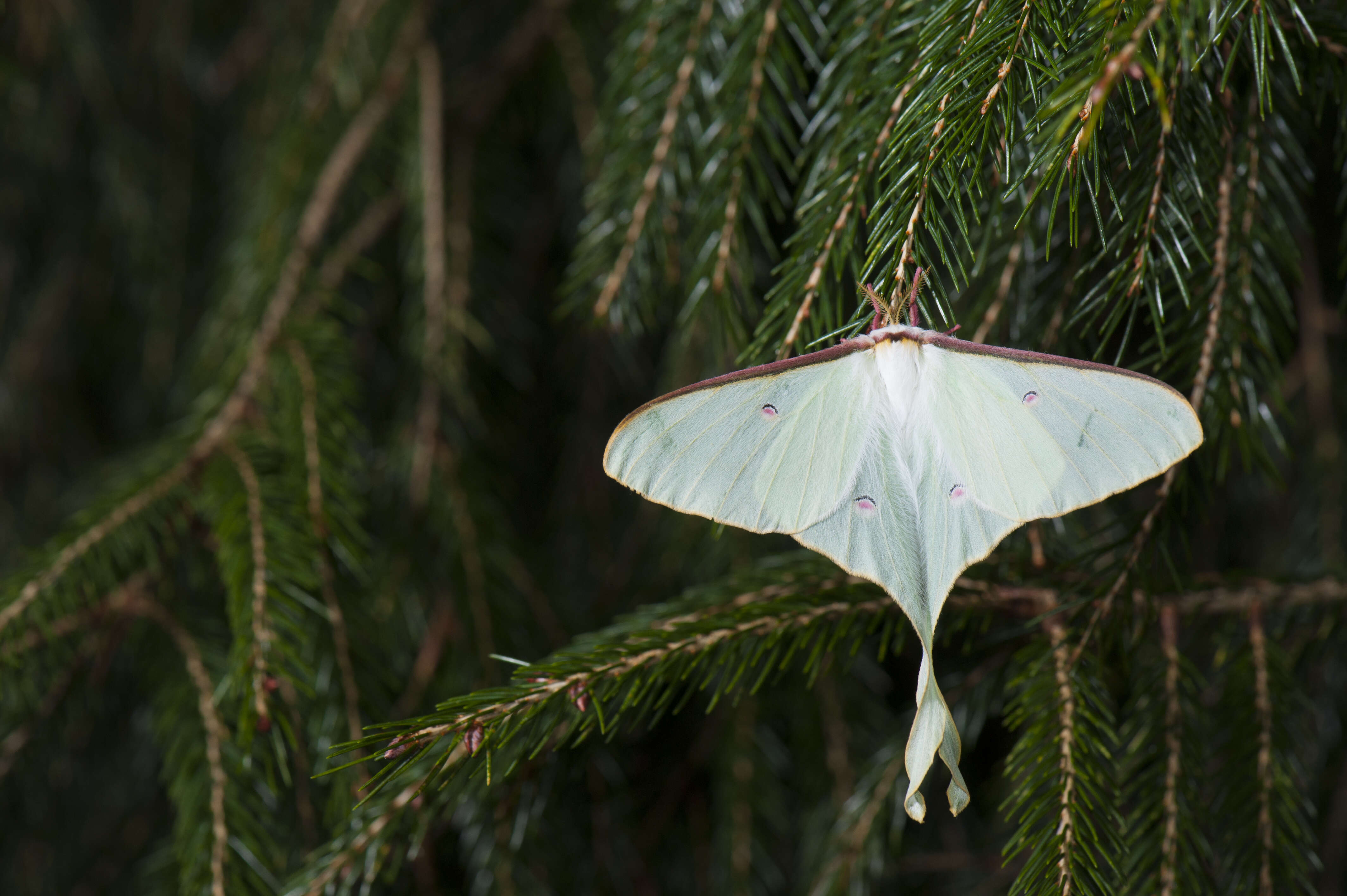 Image of Actias neidhoeferi Ong & Yu 1968