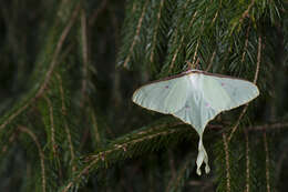 Image of Actias neidhoeferi Ong & Yu 1968